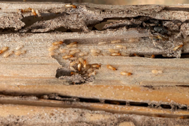 Best Pest Control Near Me  in Pawhuska, OK