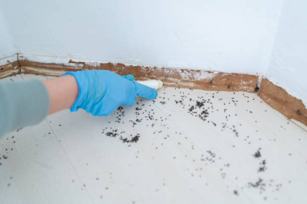 Best Ant Control Services  in Pawhuska, OK